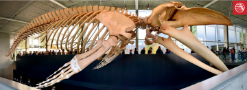 A panoramic view of the full blue whale skeleton with a line of visitors behind. Red museum logo in corner.