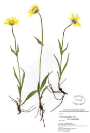 HerbariumPrintAangustifolia_16