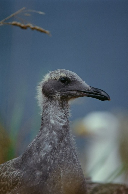 Glaucous-winged gull chick. Photo by Louise Blight.