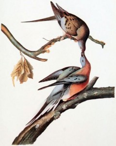 Mershon's_The_Passenger_Pigeon_(Audubon_plate,_crop)_0