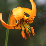 An orange lily