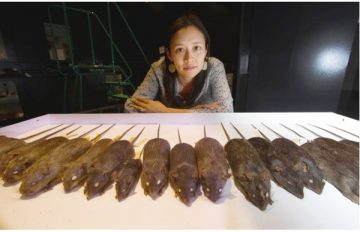 Yukiko Stranger-Jones, Exhibits Manager of UBC Beaty Biodiversity Museum, displays a selection of stuffed rats from the Cowan Tetrapod Collection. Photo: Arlen Redekop, The Province