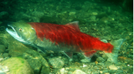 A female sockeye salmon, Oncorhynchus nerka (photo by E.R. Keeley).