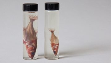Two stickleback fishes in small jars.