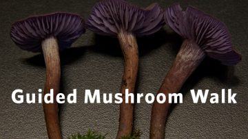 mushroomwalk