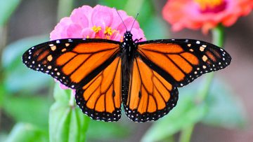 Monarch Butterfly. Photo: Peter Miller