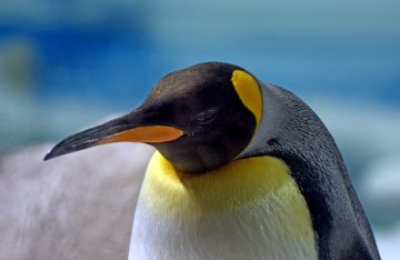 A close up of an Emperor Penguin's face, it has a yellow patch behind the eye, on the bottom of the bill, and the top of the chest.