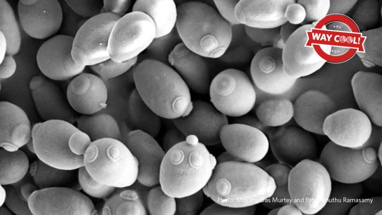 A scanning electron micrograph of yeast cells, showing various buds. Photo is black and white,