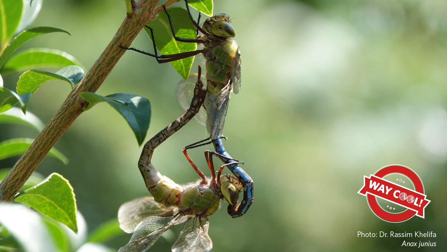 Two dragonflies (Anax junius) copulating on a branch. A red Way Cool ribbon logo on the lower left hand corner. Photo by Dr. Rassim Khelifa