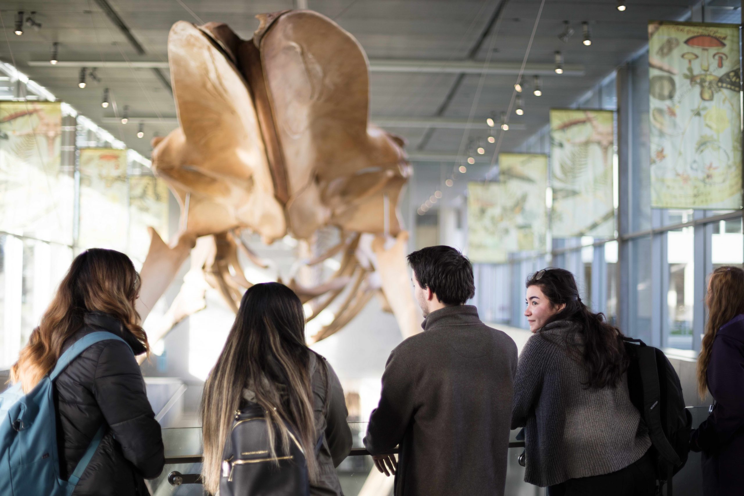 Five young adult museum visitors, one with her hear turned and four with their backs to the camera. They are standing looking at the blue whale skeleton head-on from the main lobby of the museum.