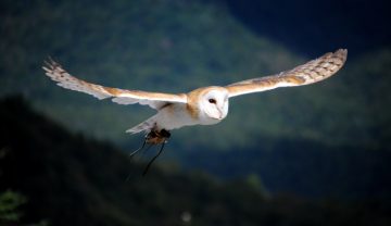A barn owl soars with wings spread wide, it has a leash dangling from its hind feet.