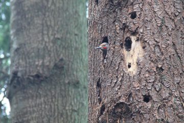 Male red-shafted northern flicker in tree cavity nest.