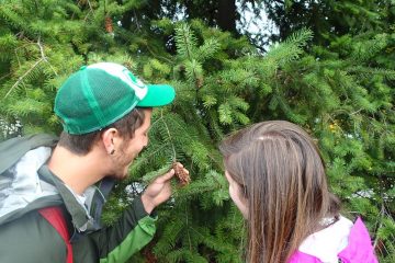 Two people look at a douglas fir cone on a tree.
