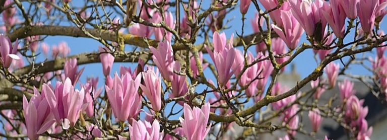 Branches of a magnolia tree filled with pink flowers
