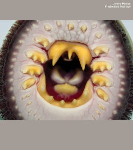 The open mouth of a lamprey, a large jawless circular mount surrounded by yellow teeth.