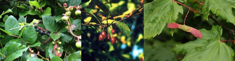 Left: deep blue salal berries. Centre: red hanging crabapples. Right: pink and yellow two-winged samara