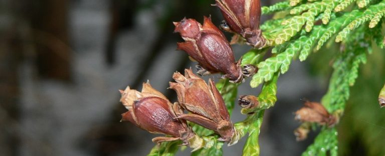 A close up branch of western redcedar with four small cones.