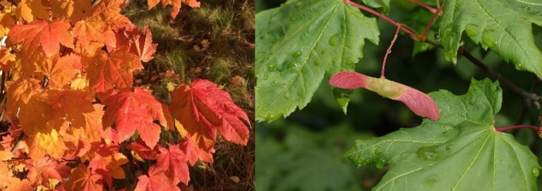 Left: golden-red vine maple leaves in a dense cluster. Right: green maple leaves with a pink and yellow two-winged samara.