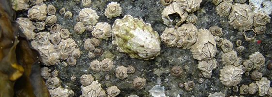 A seashore rock is covered in dozens of white barnacles.