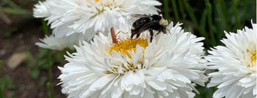 A fluffy white flower with many petals and a yellow centre is visited by a bumblebee and small red soldier beetle.