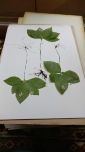 Three small plants on a herbarium paper