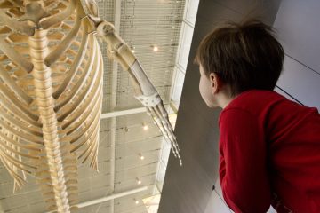A young boy in a red shirt gazes upwards at the blue whale skeleton
