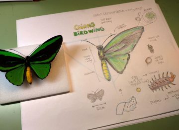 A green pinned butterfly sits on a piece of foam on top of a journal page with a drawing of the butterfly and it's lifecycle.