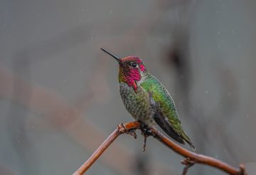 An Anna's hummingbird sits on a branch in the rain.