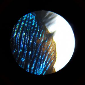 The edge of a shiny blue and black wing is centred in the lens of a microscope