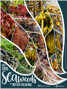 A photo collage of BC Seaweeds by the Beaty Biodiversity Museum and UBC Botany. Printed copies are available at the Beaty Biodiversity Museum. Text: "Way Cool Seaweeds of British Columbia"
